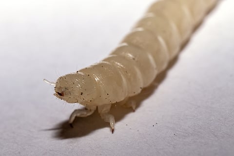 The humble mealworm... some people think we'd all be better off if that's what we ate...