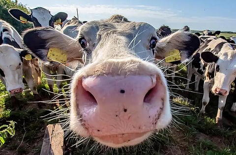 'NOT AT ALL': Ottawa quietly polls Canadians on giving up meat