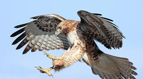 Red-Tailed Hawk
