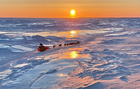 The Iditarod sled dog race covers a distance of 1,510 kilometres, and is a major test of endurance.