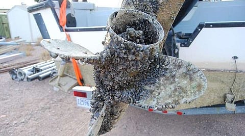 Invasive species infestation something to be alarmed about in Alberta