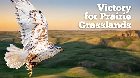 WATCH: McIntyre Ranch Saved: Community collaboration secures future of Prairie Grasslands