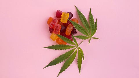 Gummy edibles are the drug of choice for impaired drivers in Manitoba