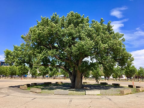 The Victoria Park or ‘Stampede’ Elm in Calgary