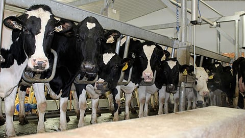 Second ever case of avian flu in a human detected in Texas 