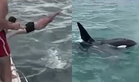 WATCH: Man leaps from boat in attempts to 'body slam' killer whale