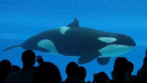 Marineland’s only orca, Kiska, died of a bacterial infection In March, 2023