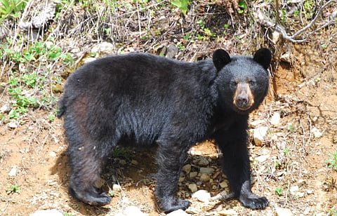 Black bear file photo