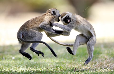 Monkeys playing