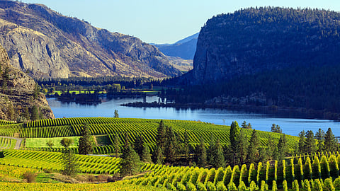 BC Ministry of Agriculture confirms substantial crop loss of Okanagan grapes due to frigid temperatures
