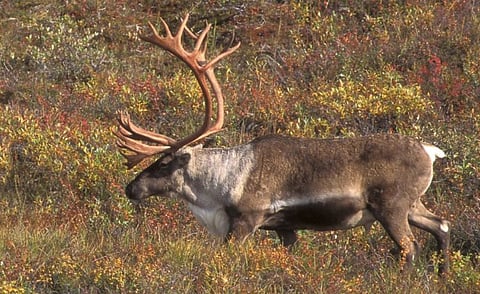 Caribou 