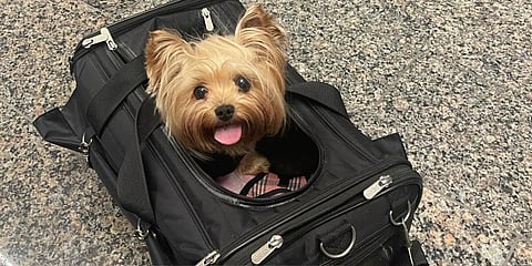 A happy Emma in her carrying case waiting for her flight to Phoenix AZ 