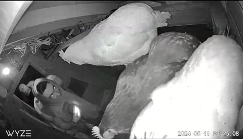 Dastardly thief steals Snowflake