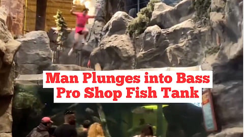 WATCH: Shopper jumps into fish tank at CrossIron Mills, Calgary