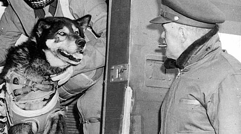 A paradog awaits takeoff. Look out for further D-Day commentary from Dave Makichuk tomorrow, June 6.