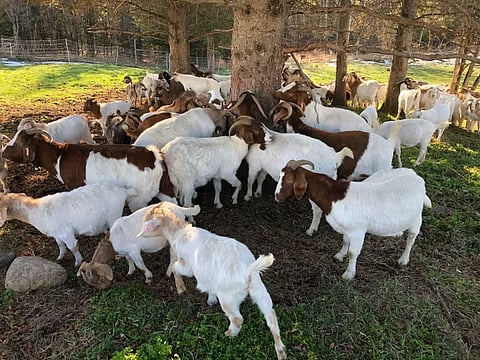 Goats in Mow-tion