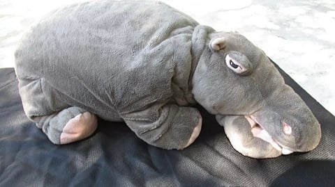 A Saskatchewan company has been fined $60,000 for importing a stuffed hippo, among others.