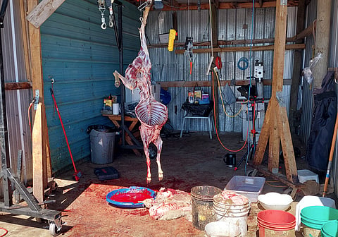 RCMP uncover illegal livestock slaughtering and meat sales in Southern Alberta