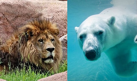 Toronto Zoo announce year-round free pass for indigenous people
