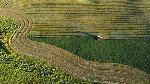 Summer heat helps Sask crops catch up