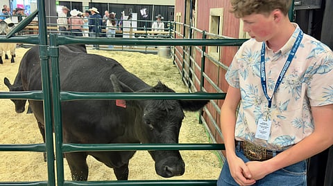 Outstanding in his field: Jessie Blatz shows off his family’s prize winning bull at the Calgary Stampede Wednesday
