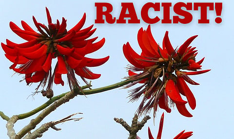 The coastal coral tree erythrina caffra will instead be known as erythrina affra to avoid racism. 