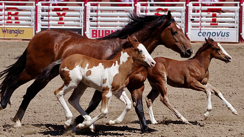 Stampede 2024 is setting records