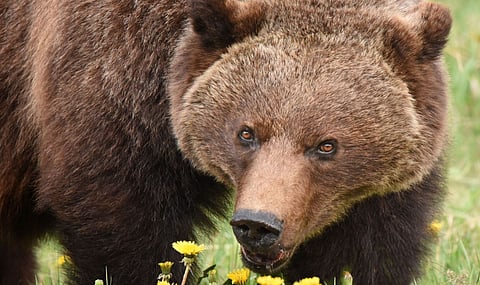 Grizzly