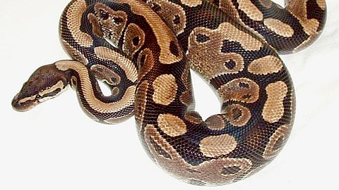 Ball python