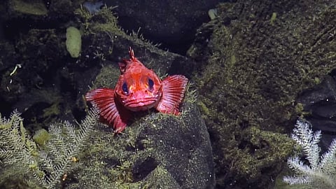 Shortspine thornyhead 