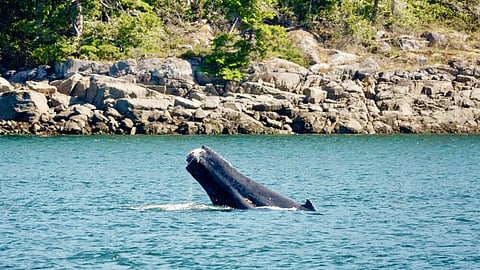 Humpback with missing tail off Vancouver Island