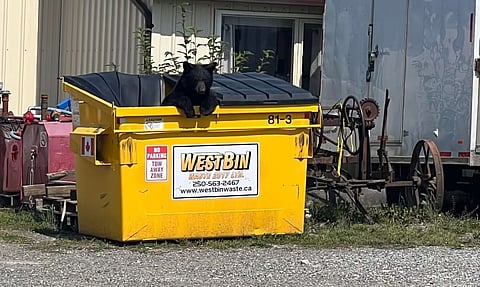 Prince George is the deadliest place in BC for black bears