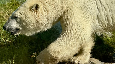 ‘Siku’ the Calgary Zoo’s remaining polar bear wanders around his enclosure Tuesday
