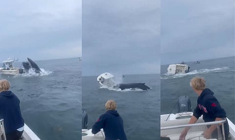 WATCH: Humpback whale capsizes US fishing boat  