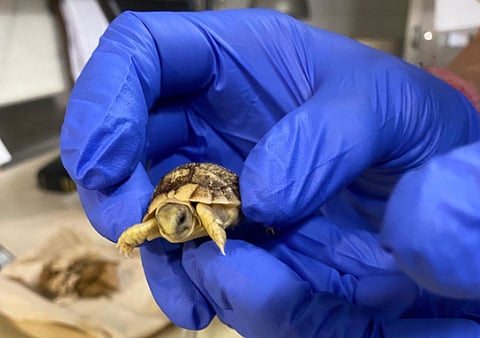 Wilder Calgary Zoo celebrates hatching of tiny tortoise