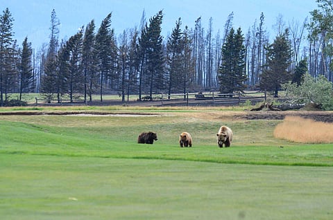 Jasper National Park said grizzly bears have found a way back to it. 