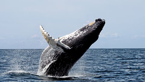 Breaching Humpback