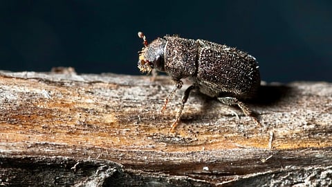 Mountain Pine Beetle