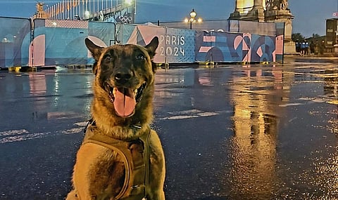 Meet Fibi, Calgary police dog at Paris 2024 Olympics