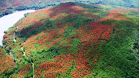 Pine Beetle infestation