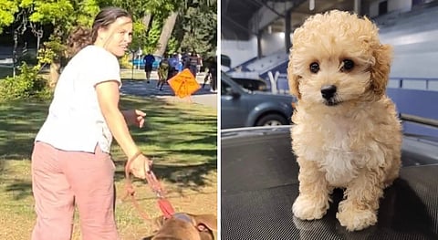 Woman flees with canine culprit after dog mauled to death in Stanley Park