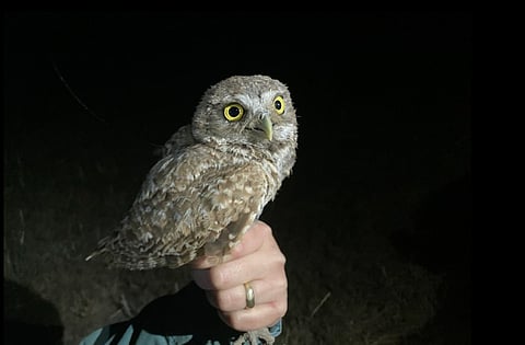 Green 48, burrowing owl