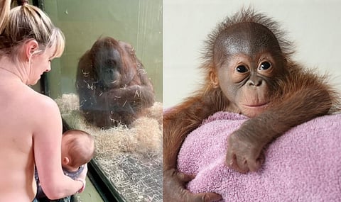 Human mothers teach orangutan how to breastfeed their young