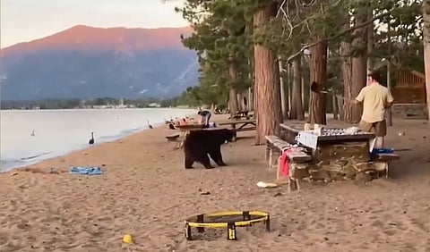WATCH: Man scares off hungry bear with shovel on California beach