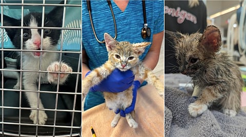 Photos show three of six kittens that the Calgary Humane Society says were found in public spaces in "various states of distress" since May 30, 2024.