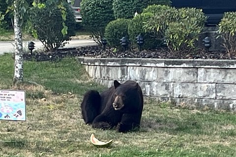 Injured bear put down in Coquitlam after being fed watermelon