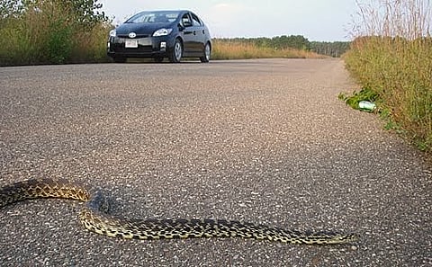 Bull snake strikes are up in Alberta