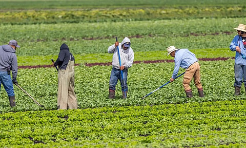 Temporary Foreign workers on a farm outside Victoria, BC
