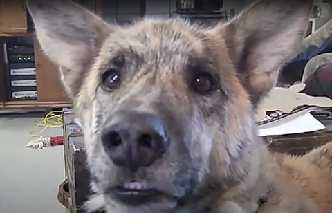 Internet mourns YouTube’s favourite talking canine, Clark G the Dog