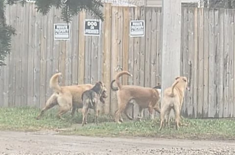 Dangerous dogs in Allan, SK